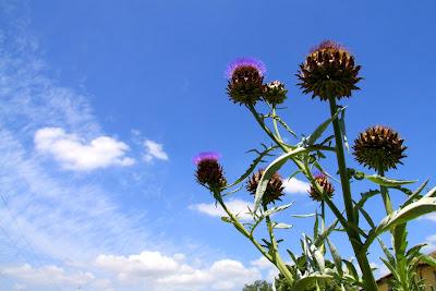 un ortolano un po' sbadato