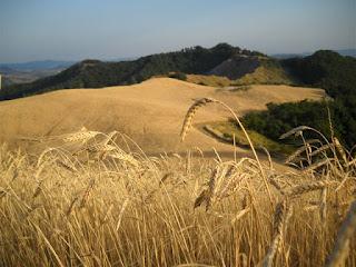 Nel frattempo il farro...