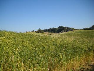 Nel frattempo il farro...