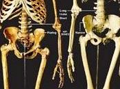 L'uomo Neanderthal, nuove scoperte.