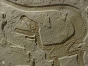 dinosauro... capellone