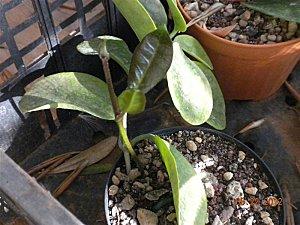 Hoya australis bicarinata