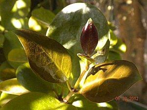 hoya giugno 2012