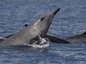 Esemplare delfino mesoplodonte avvistato mare Sardegna