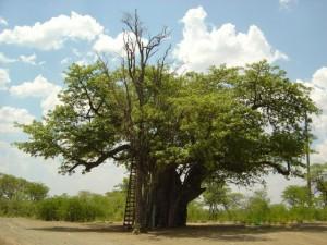 A PROPOSITO DI BAOBAB