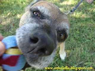 Ovetti amigurumi tutorial