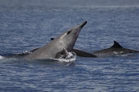 Mare della Sardegna Avvistato uno straordinario delfino