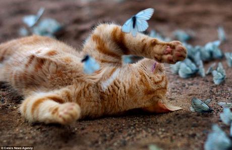 The ginger tom has collapsed on the ground among the butterflies after using up all his energy during playtime