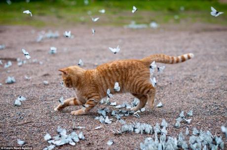 Excited Lepa charges at the butterflies outside his home in Leningrad Oblast, Russia nearly trampling some of them in the process