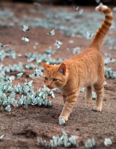Lepa the cat trying to trying to catch the butterflies