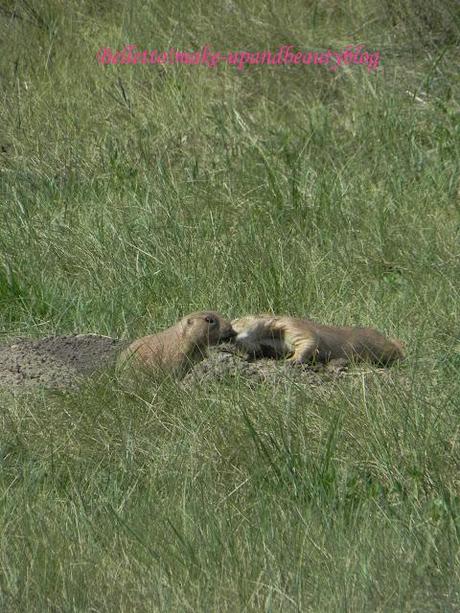 Scusate la latitanza...sono tornata!!!