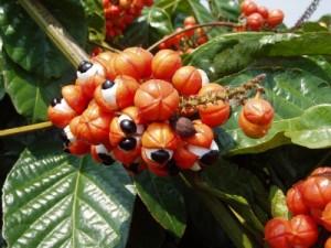 TUTTA LA FORZA DEL GUARANA’