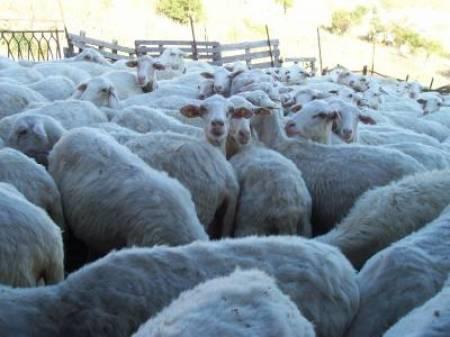 Agricoltura, sostegno al settore zootecnico