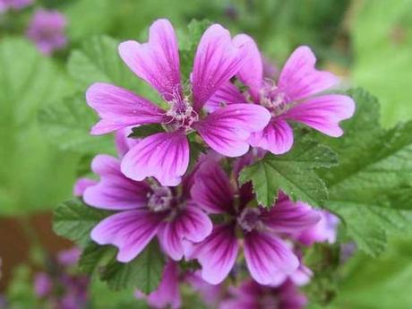 Budino di Riso rosa-antico ai fiori di Malva