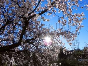 Alberi in fiore, strada sul Teide, Tenerife, Isole Canarie