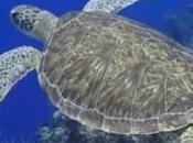 Mediterraneo: rischio tartarughe foche monache