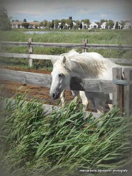 Una vacanza in Camargue