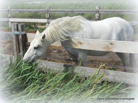 Una vacanza in Camargue