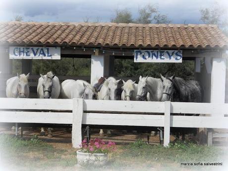 Una vacanza in Camargue