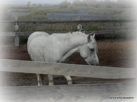 Una vacanza in Camargue