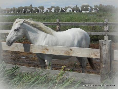 Una vacanza in Camargue