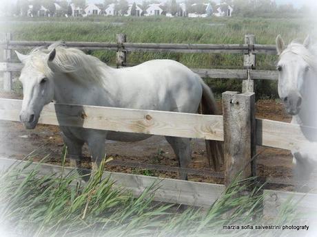 Una vacanza in Camargue