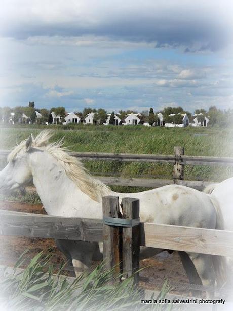 Una vacanza in Camargue