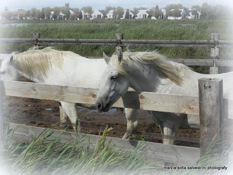 Una vacanza in Camargue