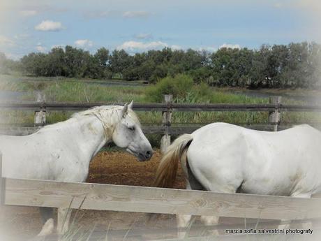 Una vacanza in Camargue