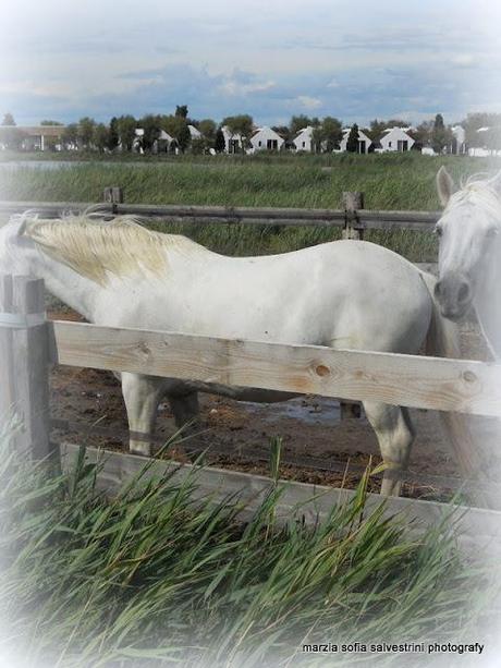 Una vacanza in Camargue