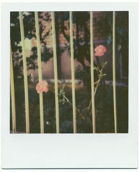 Friday I'm in love with...Polaroid! - WEEK 44/52