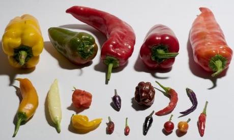 Alla scoperta dello scrigno del fuoco: il peperoncino