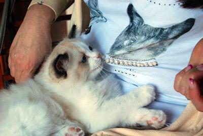 Salute: Gatto Pet Therapy , Tutte le spiegazioni