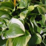 hosta queen josephine