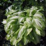 hosta variegata e ondulata