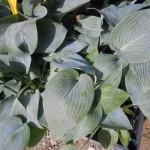 hosta tardiana halcyon