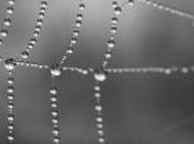 Free Spider Brushes Photoshop