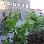 viti in piazza della signoria a firenze