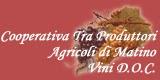 Cantine del Matino, un secolo di vini e passione - Dal 1899 ad oggi, una cooperativa di produttori impegnati nella sfida della qualità