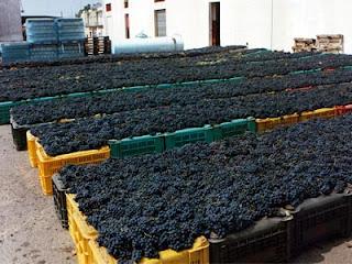 Cantine del Matino, un secolo di vini e passione - Dal 1899 ad oggi, una cooperativa di produttori impegnati nella sfida della qualità