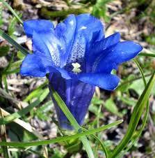 Un fiore azzurro dalla vaga forma di calice nella notte profonda – NOVALIS