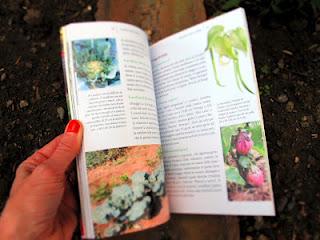 12 mesi nell'orto di Mimma Pallavicini