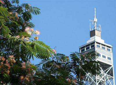 Torre Branca