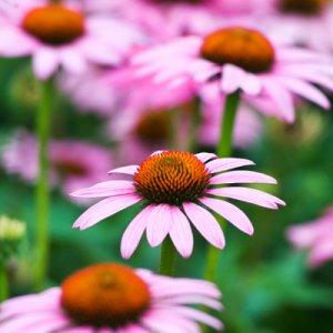 echinacea