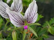 geranio orchidea
