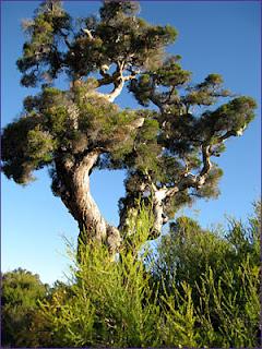 Tea Tree Oil: Antibatterico Naturale!