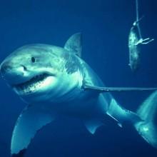 Mediterraneo: paura. Un mare di squali?