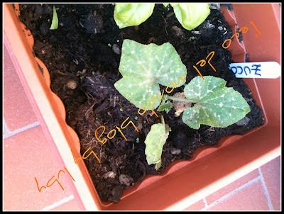 ZUCCA COLTIVATA NELL' ORTO SUL BALCONE