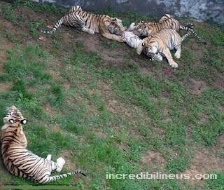 TIGRI MANGIANO CUCCIOLO DI TIGRE BIANCA (FOTO)