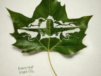 leaf2